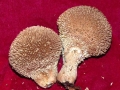 Lycoperdon echinatum0130